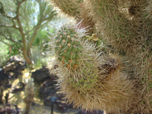 CactusNeedles