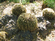 CactusBarrrels